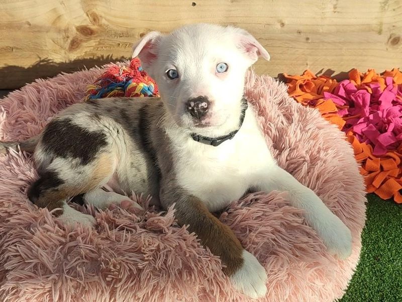 Border Collie for adoption in Ballymena, Co Antrim – 7 months old