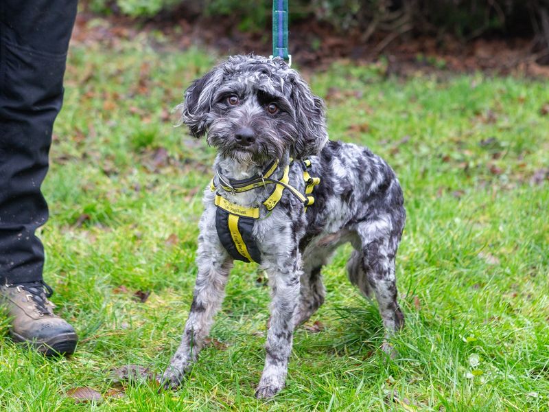 Kiwi for sale in Wymeswold, Leicestershire | Image 2