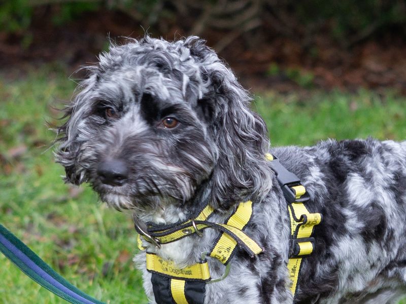 Poodle for adoption in Wymeswold, Leicestershire – 3 years old - Image 3 of 3