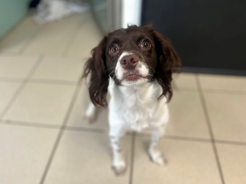 Esme for sale in Wymeswold, Leicestershire