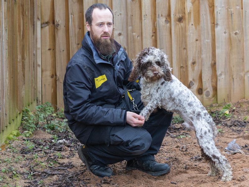 Poodle for adoption in Wymeswold, Leicestershire – 3 years old - Image 2 of 3