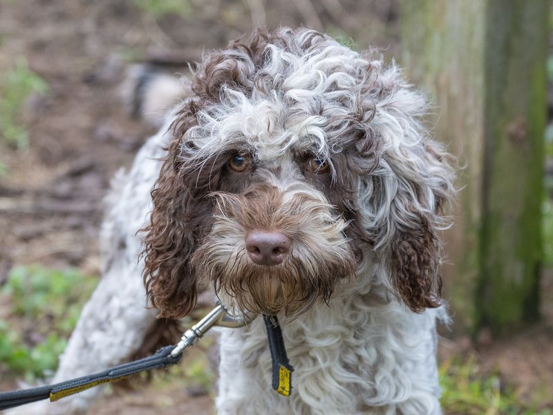 Poodle for adoption in Wymeswold, Leicestershire – 3 years old - Image 3 of 3