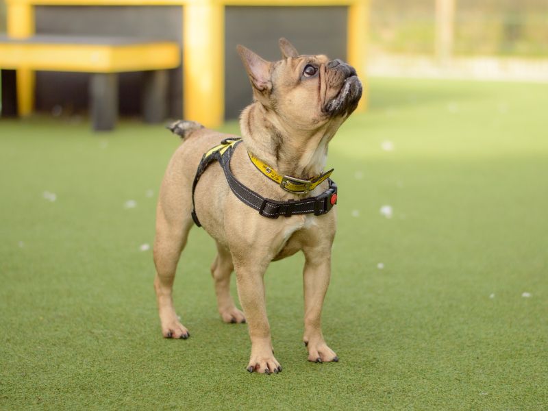 French Bulldog for adoption in Kenilworth, Warks – 4 years old