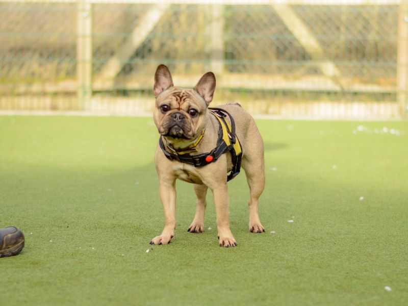 French Bulldog for adoption in Kenilworth, Warks – 4 years old - Image 2 of 3