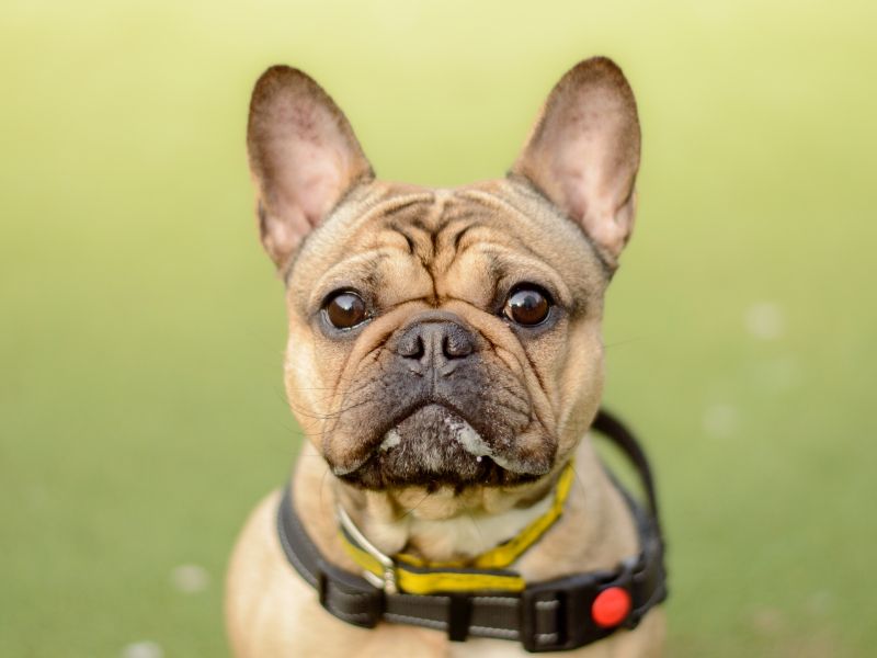French Bulldog for adoption in Kenilworth, Warks – 4 years old - Image 3 of 3