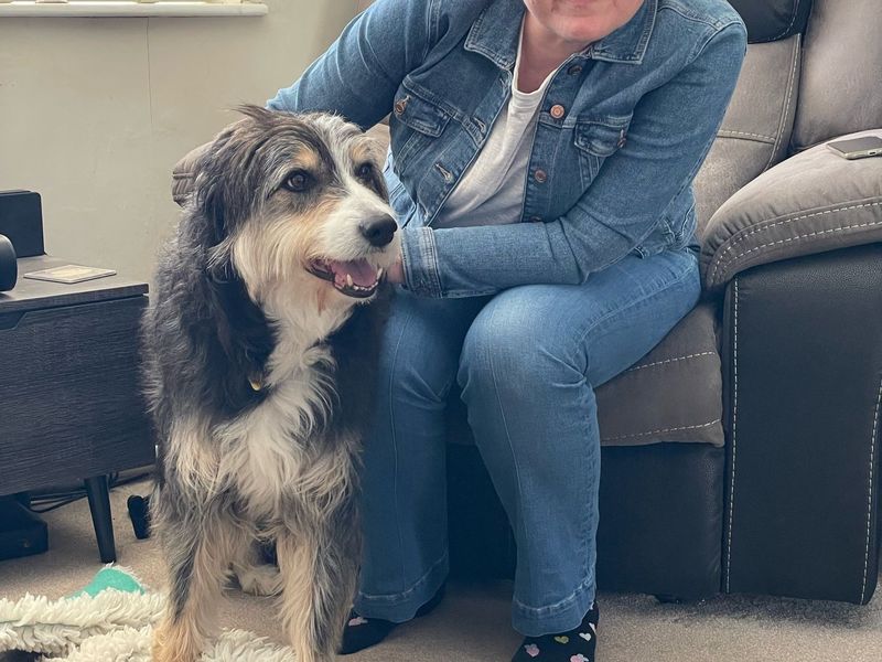 Paddy | Collie (Border) Cross | Kenilworth (West Midlands) - 1