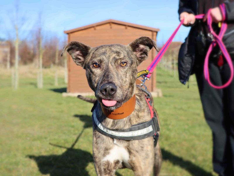 Staffordshire Bull Terrier for adoption in Sadberge, Co Durham – 1 year old - Image 2 of 3