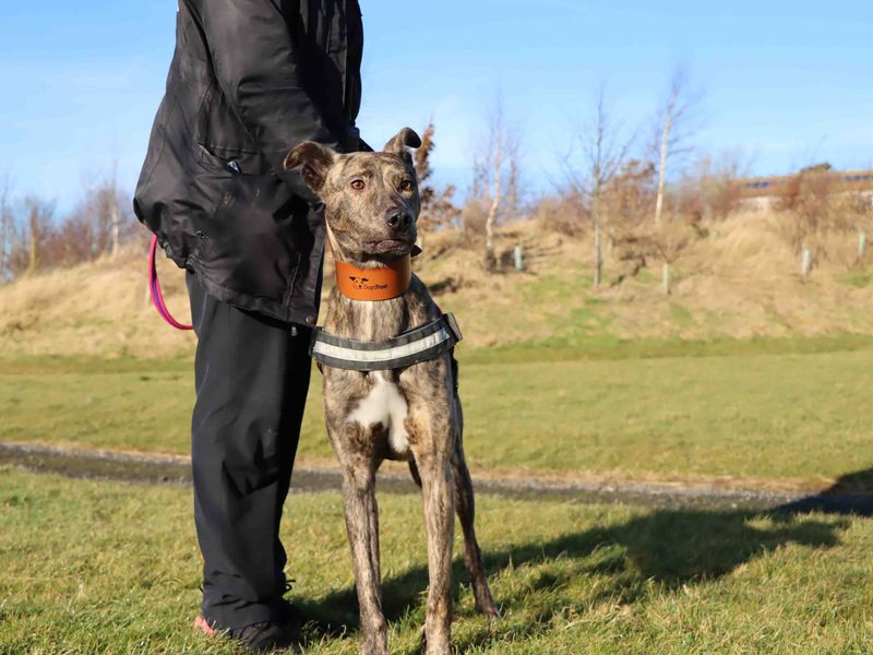 Staffordshire Bull Terrier for adoption in Sadberge, Co Durham – 1 year old - Image 3 of 3