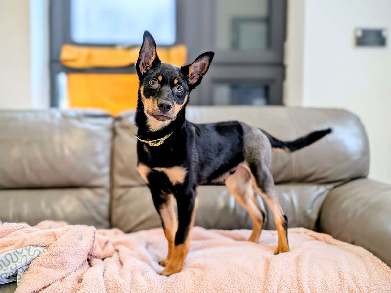 Kevin | Australian Kelpie | Cardiff - 1