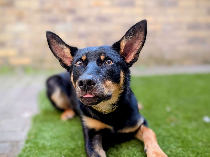 Kevin | Australian Kelpie | Cardiff - 1