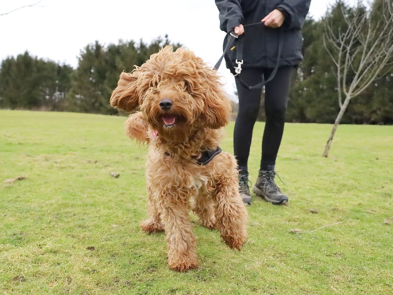 Poodle for adoption in Leeds, Yorkshire – 1 year old - Image 2 of 4
