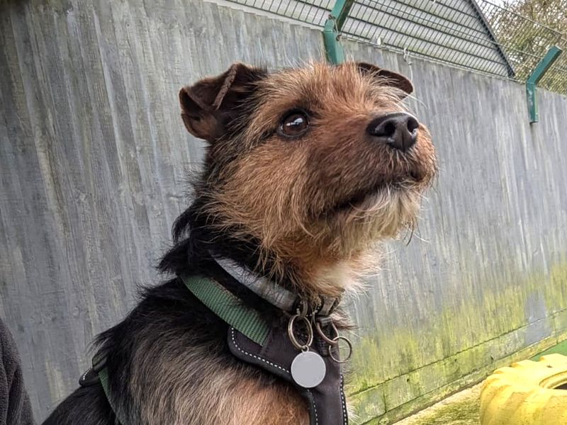 Jack Russell Terrier for adoption in Shoreham by Sea, West Sussex – 7 years old - Image 1 of 1