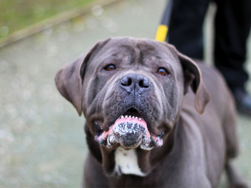 Cane Corso for adoption in Manchester, Greater Manchester – 2 years old - Image 2 of 4
