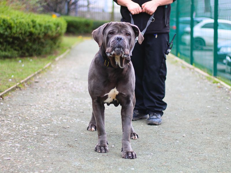 Cane Corso for adoption in Manchester, Greater Manchester – 2 years old