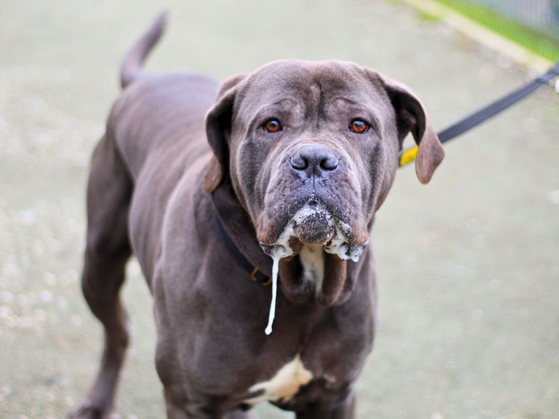 Cane Corso for adoption in Manchester, Greater Manchester – 2 years old - Image 4 of 4