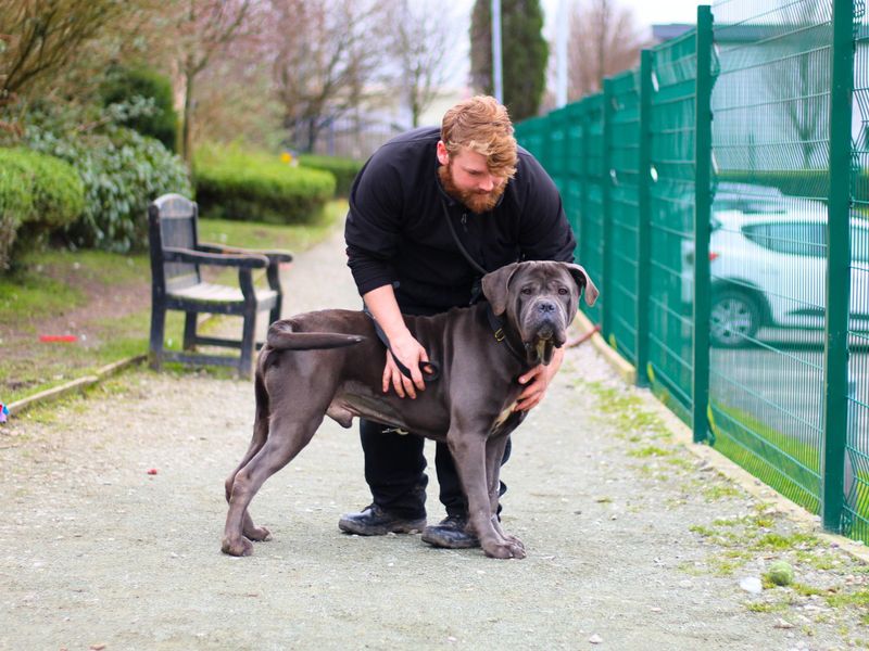 Cane Corso for adoption in Manchester, Greater Manchester – 2 years old - Image 3 of 4