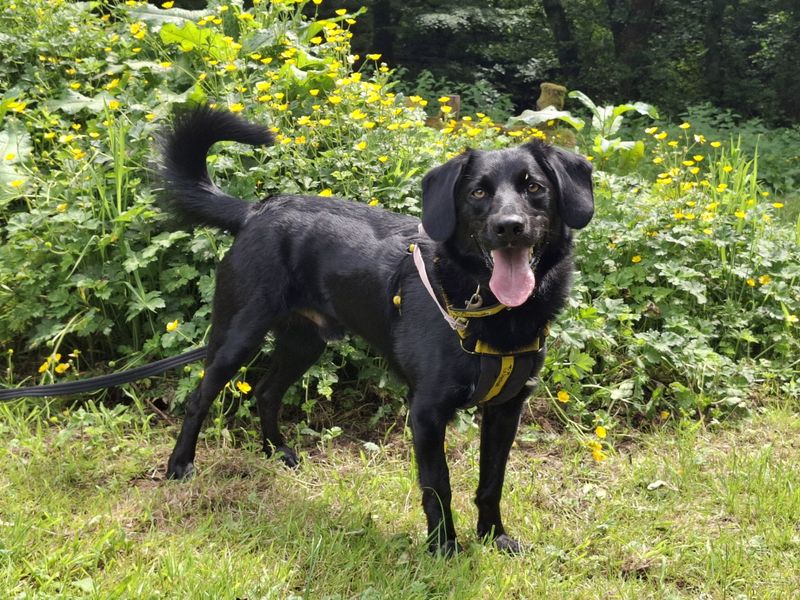 Dexter | Collie (Border) Cross | Canterbury - 1
