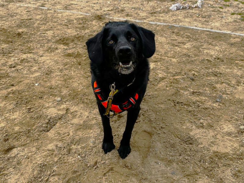 Dexter | Collie (Border) Cross | Canterbury - 2
