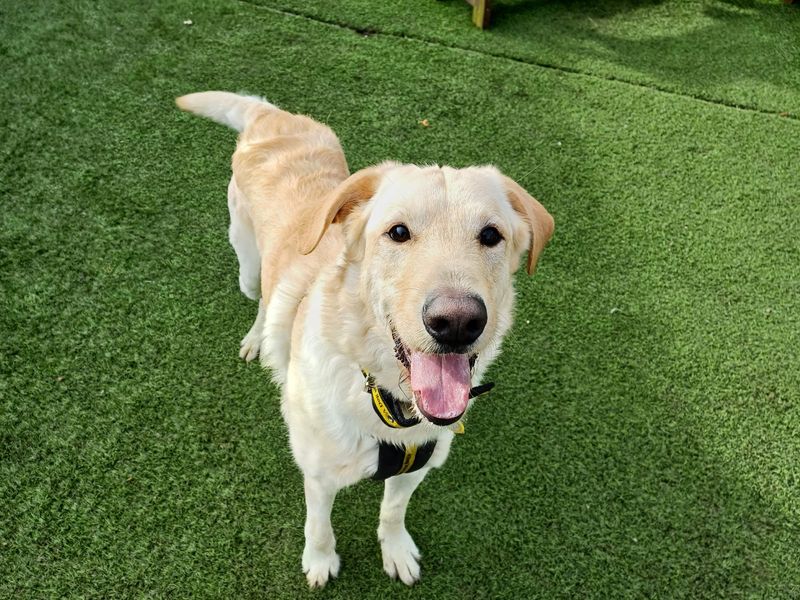 Golden Retriever for adoption in West Calder, West Lothian – 2 years old - Image 2 of 3