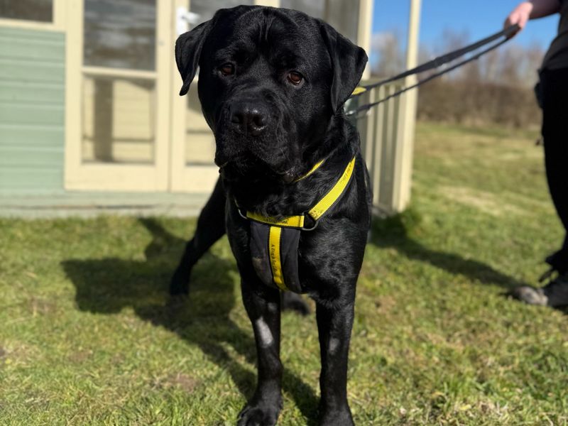 Archie for sale in Telford, Shropshire | Image 3