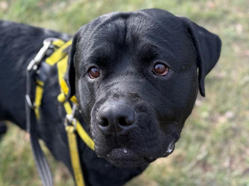 Archie for sale in Telford, Shropshire | Image 4