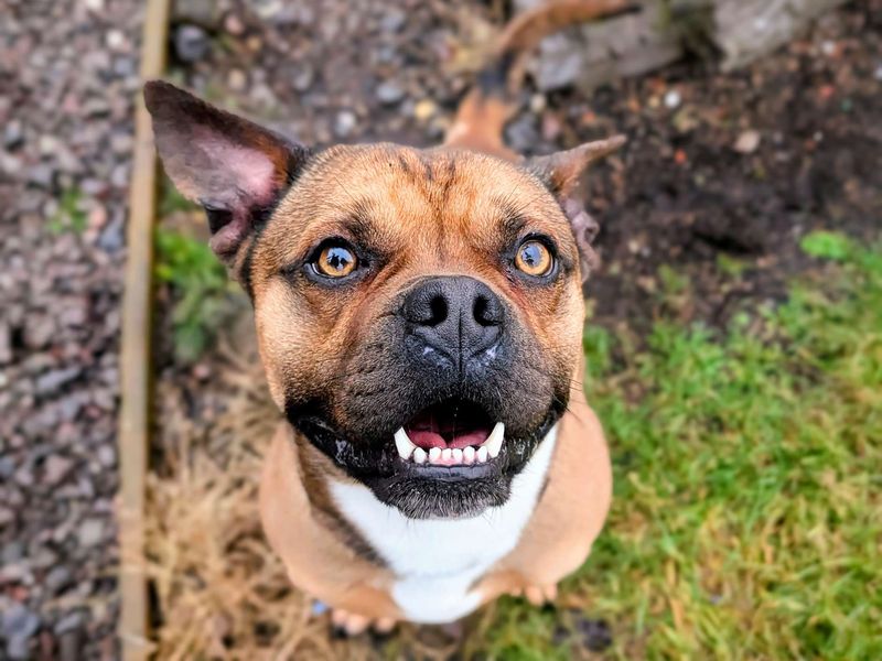 Staffordshire Bull Terrier for adoption in Cardiff, Glamorgan – 1 year old - Image 2 of 5