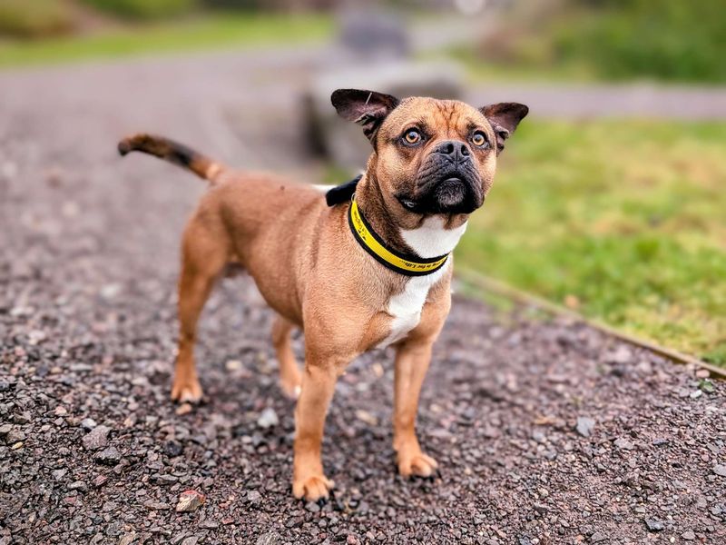 Staffordshire Bull Terrier for adoption in Cardiff, Glamorgan – 1 year old - Image 3 of 5