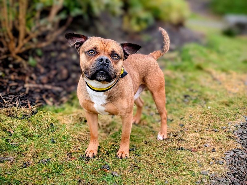 Staffordshire Bull Terrier for adoption in Cardiff, Glamorgan – 1 year old - Image 4 of 5
