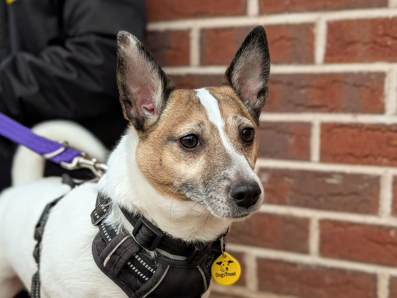 Jack Russell for adoption in Wymeswold, Leicestershire – 5 years old - Image 2 of 2