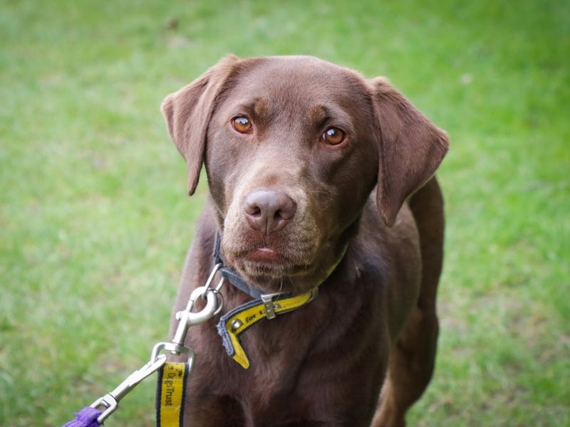 Agatha | Retriever (Labrador) | Evesham (Worcestershire) - 1