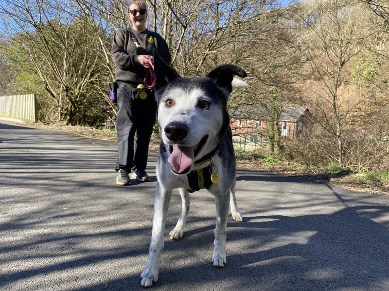 Border Collie for adoption in Ilfracombe, North Devon – 8 years old - Image 5 of 5