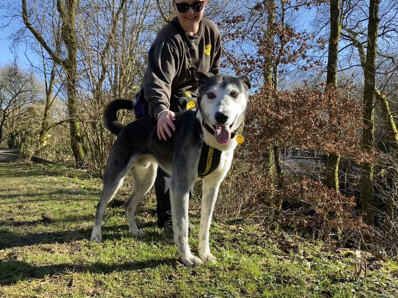 Border Collie for adoption in Ilfracombe, North Devon – 8 years old - Image 4 of 5
