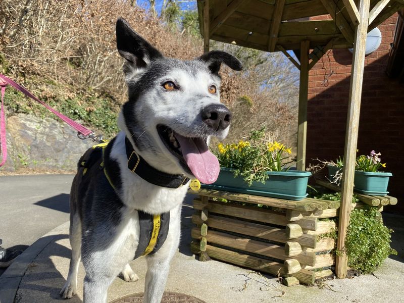 Border Collie for adoption in Ilfracombe, North Devon – 8 years old - Image 2 of 5