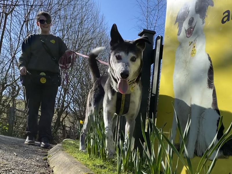Border Collie for adoption in Ilfracombe, North Devon – 8 years old - Image 3 of 5