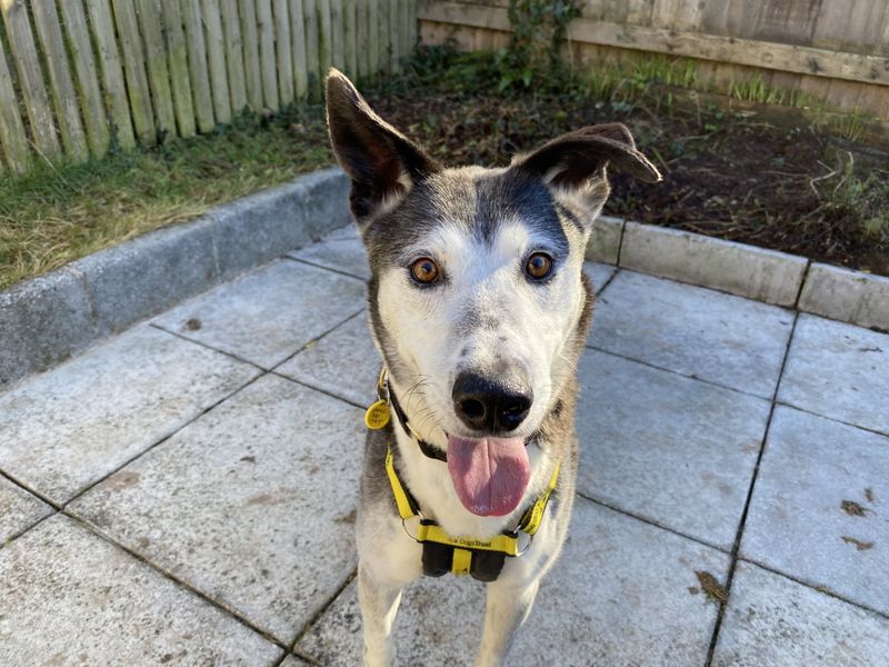 Ollie | Collie (Border) Cross | Ilfracombe - 1