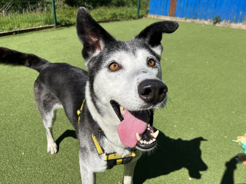 Ollie | Collie (Border) Cross | Ilfracombe - 1