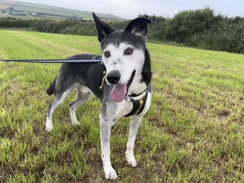 Ollie | Collie (Border) Cross | Basildon (Essex) - 1