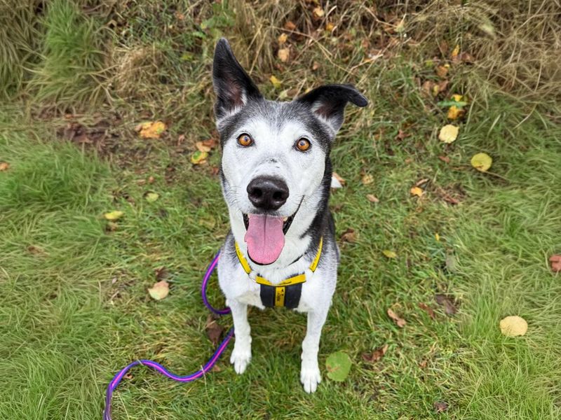 Ollie | Collie (Border) Cross | Basildon (Essex) - 1