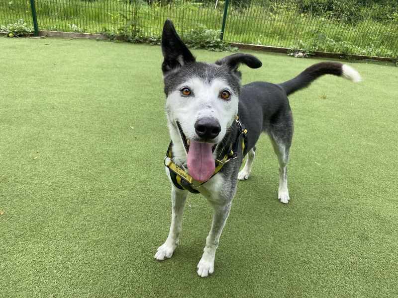 Ollie | Collie (Border) Cross | Basildon (Essex) - 1