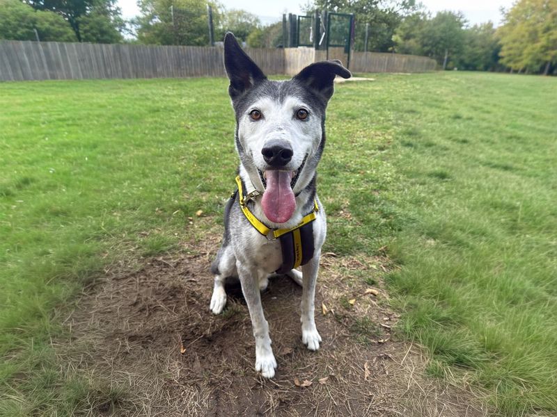 Ollie | Collie (Border) Cross | Basildon (Essex) - 1