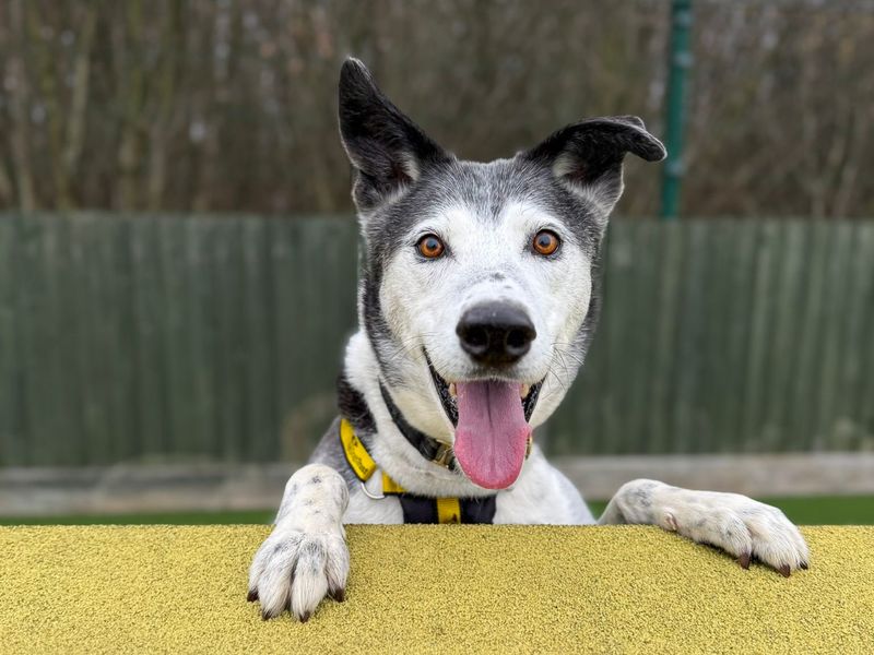 undefined | Collie (Border) Cross | undefined - 8