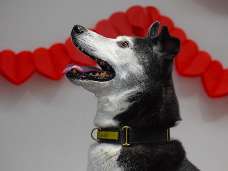 undefined | Collie (Border) Cross | undefined - 7