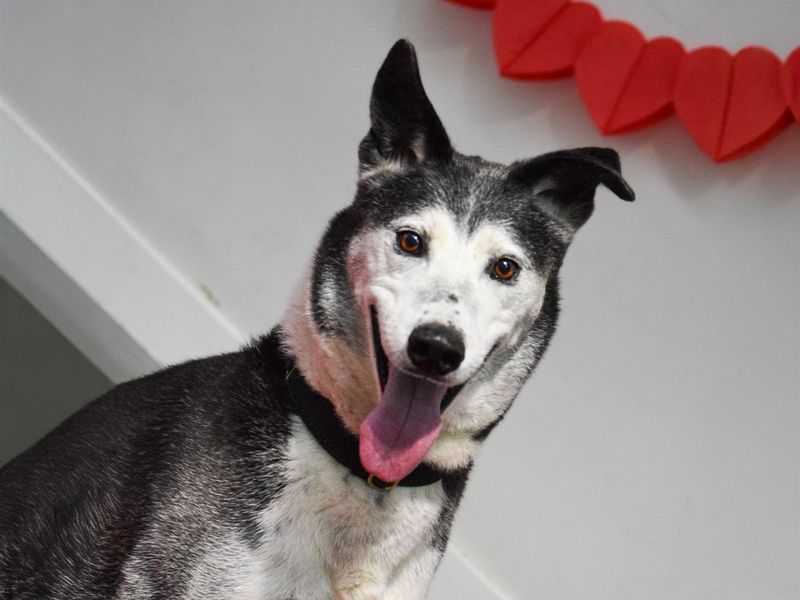 undefined | Collie (Border) Cross | undefined - 2