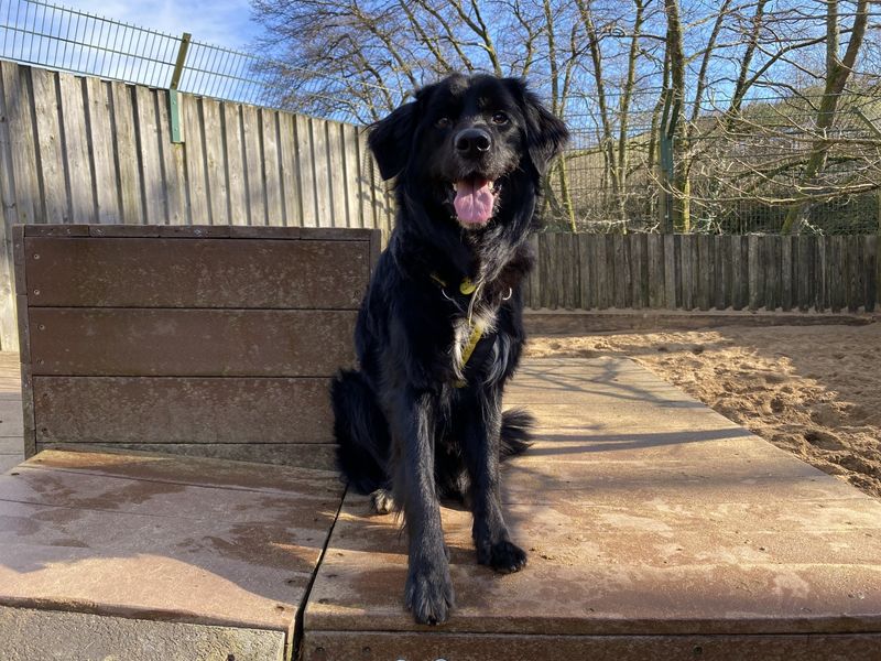 Golden Retriever for adoption in Ilfracombe, North Devon – 2 years old - Image 3 of 4