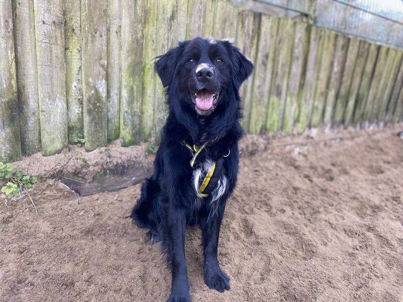 Golden Retriever for adoption in Ilfracombe, North Devon – 2 years old - Image 1 of 4
