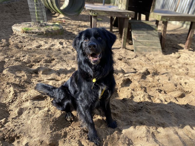 Golden Retriever for adoption in Ilfracombe, North Devon – 2 years old - Image 2 of 4