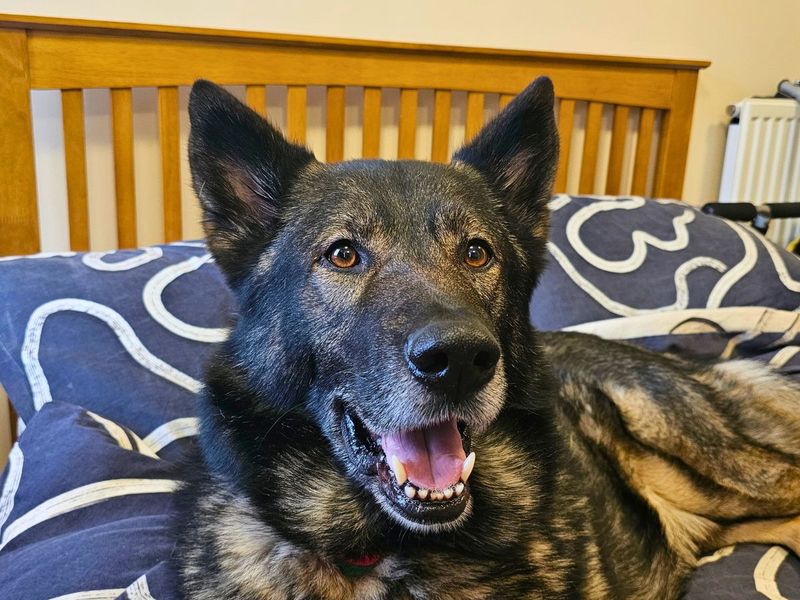 German Shepherd for adoption in Newton Tony, Wiltshire – 7 years old