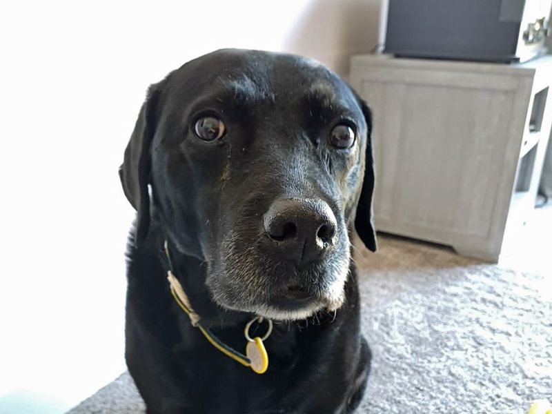 Boo | Retriever (Labrador) | Merseyside (Liverpool) - 1