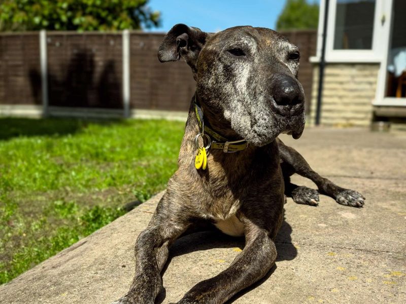 Monty | Terrier (Bull) Cross | Kenilworth (West Midlands) - 1