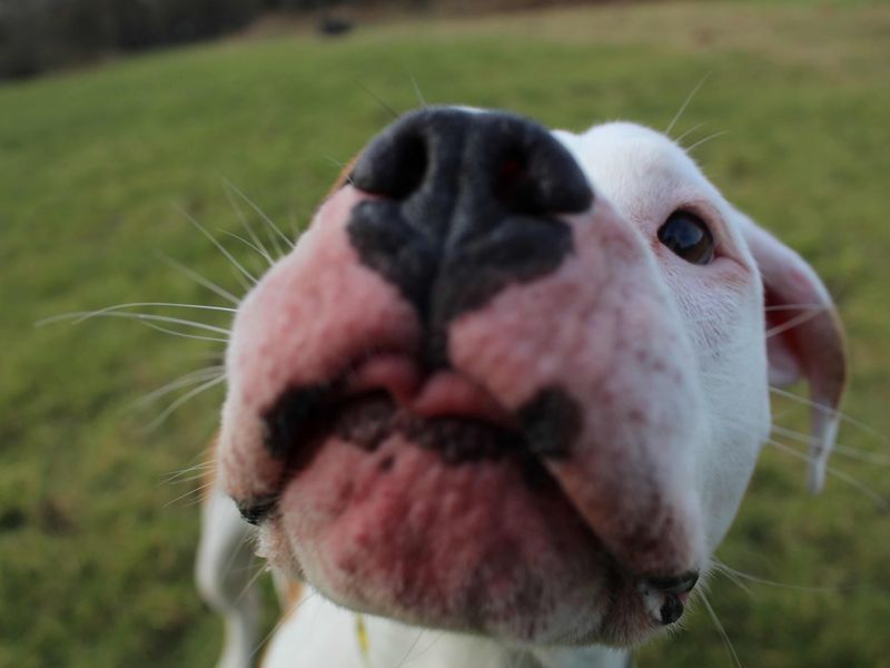 Staffordshire Bull Terrier for adoption in Glasgow, Scotland – 1 year old
